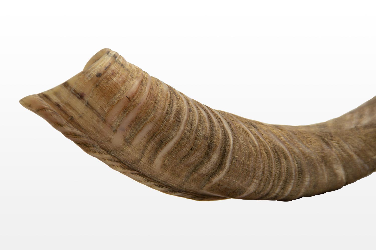 Natural Kudu Shofar - Israel Cart